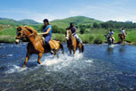 Website hotel horse riding